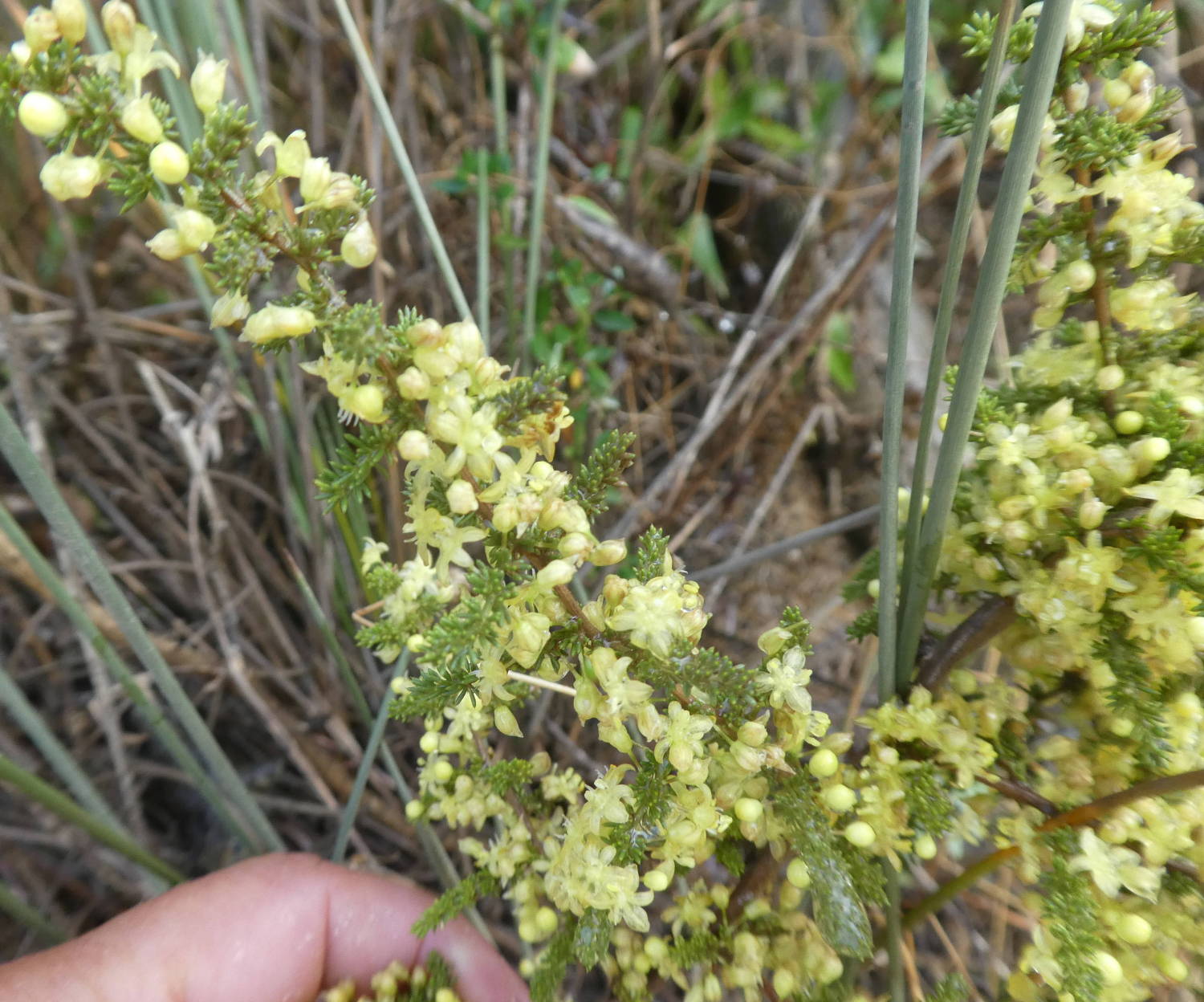 Asparagus acutifolius